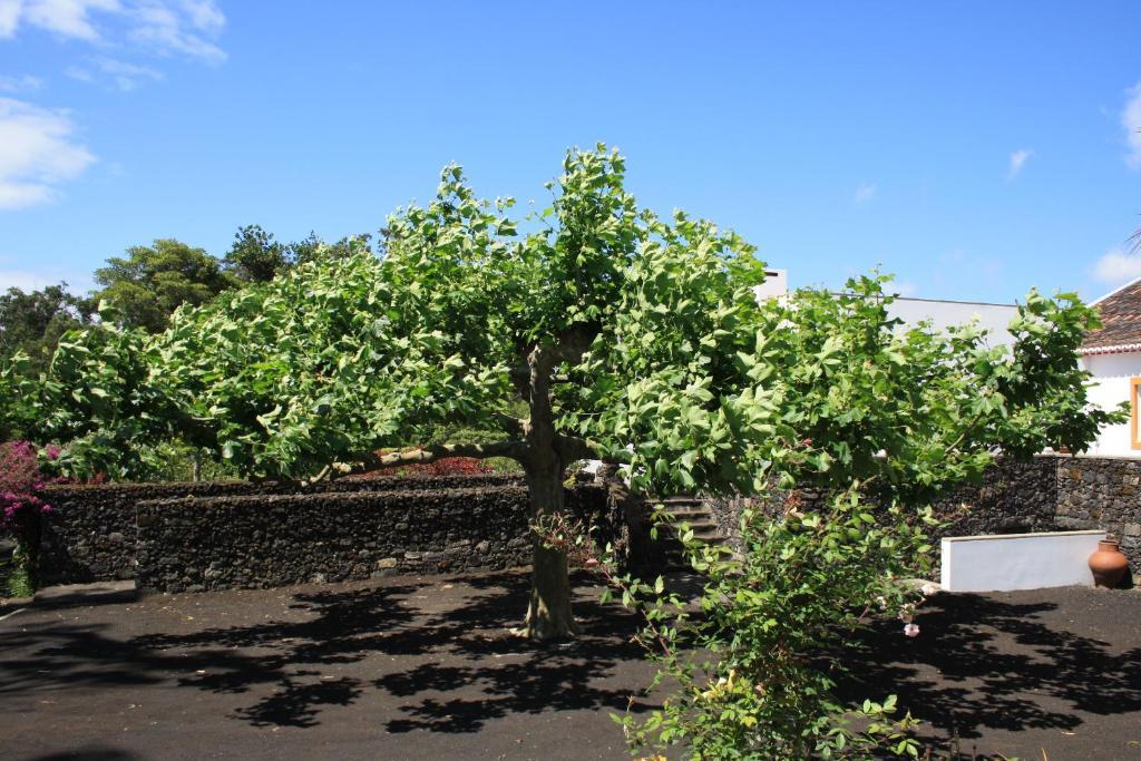 Quinta De Sao Caetano - Sao Miguel Acores Populo  Exterior photo